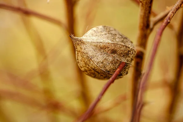 Vegetazione forestale dettagli nella natura estiva — Foto Stock