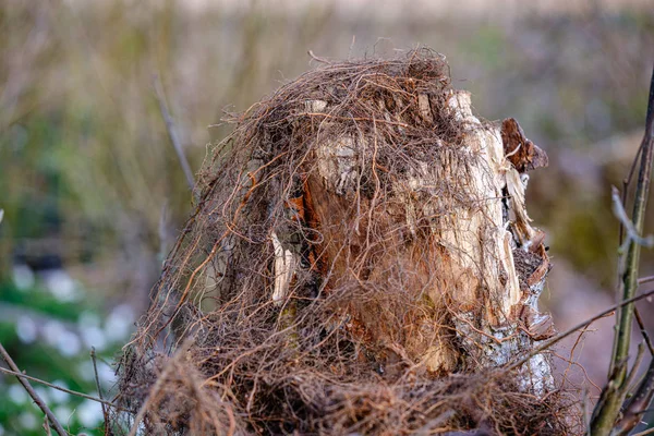 Vegetazione forestale dettagli nella natura estiva — Foto Stock