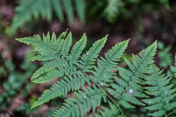 비가 내린 후 숲 여름에 어린 신선한 고사리 잎 — 스톡 사진