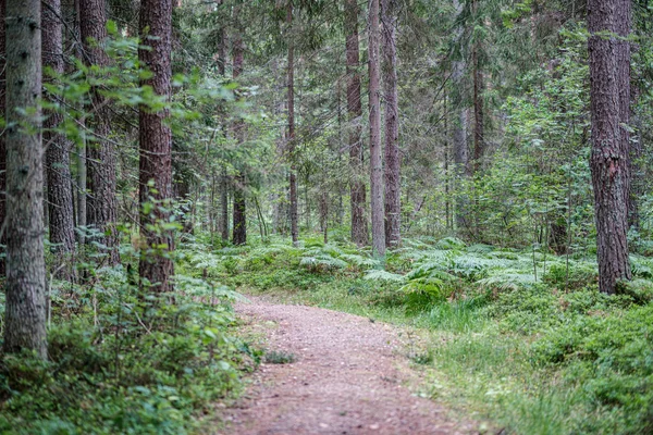 Schöner Pfad im grünen Wald nach dem Regen — Stockfoto