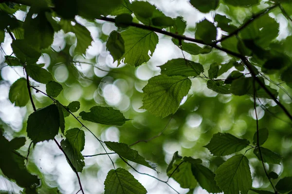 비가 내린 후 숲 여름에 어린 신선한 린든 나무 잎 — 스톡 사진