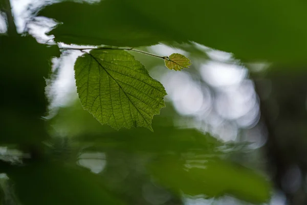 Молодые свежие листья липы в лесу летом после дождя — стоковое фото
