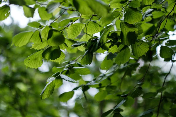 Folhas de tília frescas jovens na floresta verão após a chuva — Fotografia de Stock