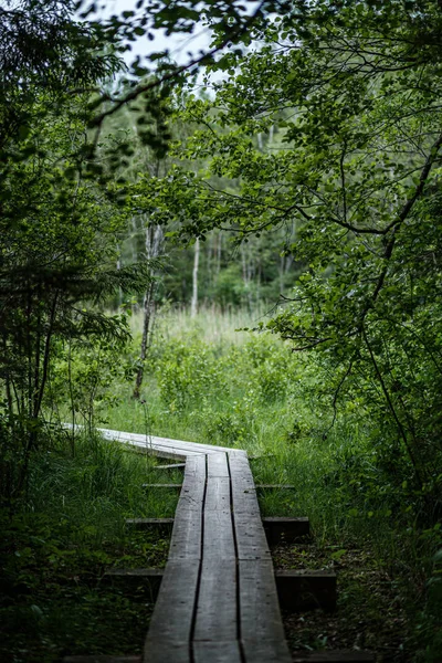 Hermoso sendero en el bosque verde después de la lluvia — Foto de Stock