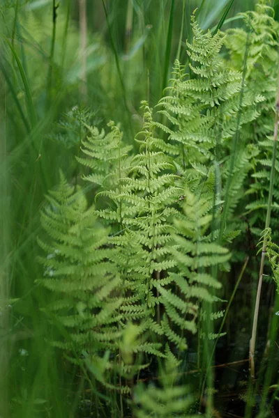 Jonge verse Fern verlaat in bos zomer na de regen — Stockfoto