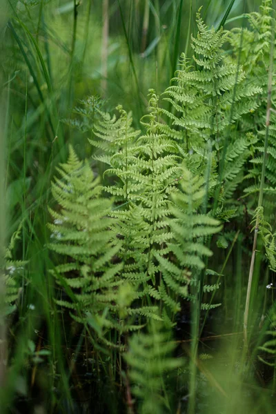 Mladé kapradánské listy v lese v létě po dešti — Stock fotografie