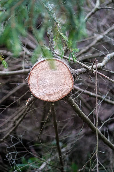 Sega tronco d'albero tagliato con anelli anno e sega polvere — Foto Stock