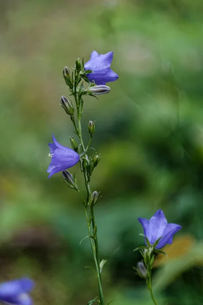 緑のバックグローンに隔離された美しい紫色の青い夏の花 — ストック写真