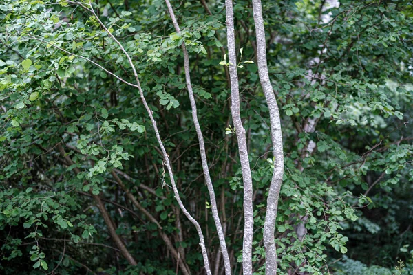 Floresta árvore mista verde de verão com folhagem de grama verde — Fotografia de Stock