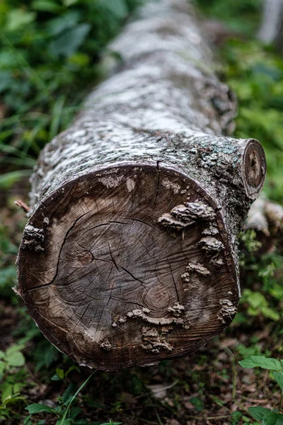 Sierra tronco de árbol cortado con anillos de año y vio polvo — Foto de Stock