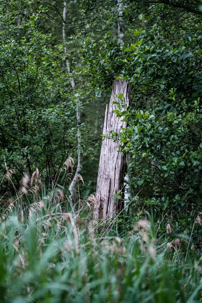 Bosque arbóreo mixto verde verano con follaje de hierba verde —  Fotos de Stock