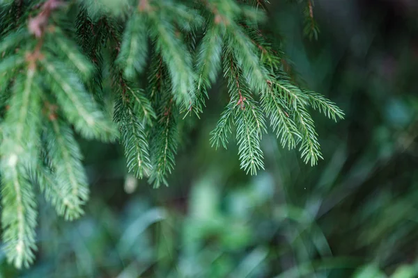 Καλοκαίρι πράσινο μικτό δάσος δέντρων με πράσινο γρασίδι φύλλωμα — Φωτογραφία Αρχείου