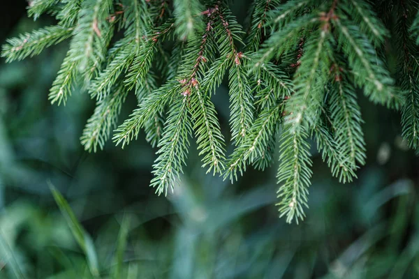 Floresta árvore mista verde de verão com folhagem de grama verde — Fotografia de Stock