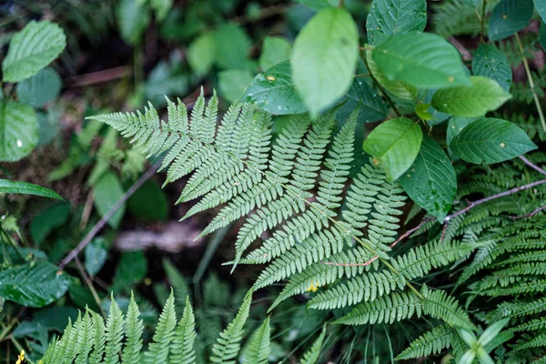 Young fresh fern leaves in forest summer after the rain — Stock Photo, Image