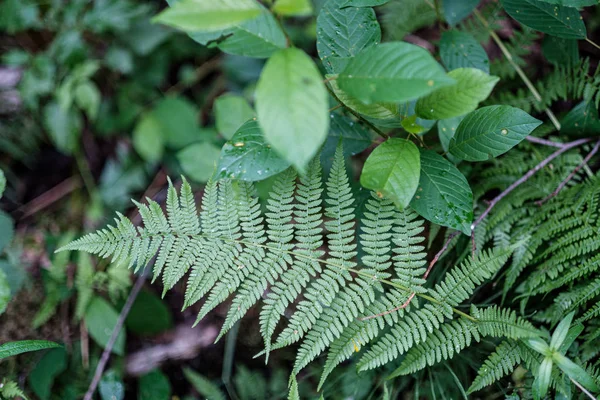 Young fresh fern leaves in forest summer after the rain — Stock Photo, Image