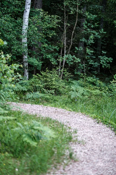 Hermoso sendero en el bosque verde después de la lluvia — Foto de Stock