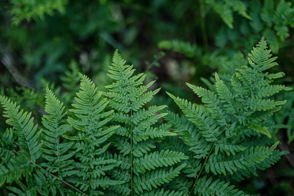 雨の後の森の夏の若い新鮮なシダの葉 — ストック写真