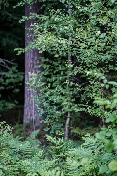 Літній зелений змішаний деревний ліс з зеленим листям трави — стокове фото