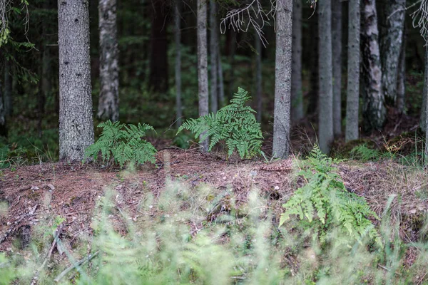 Nyári zöld vegyes fa erdő zöld fű lombozat — Stock Fotó