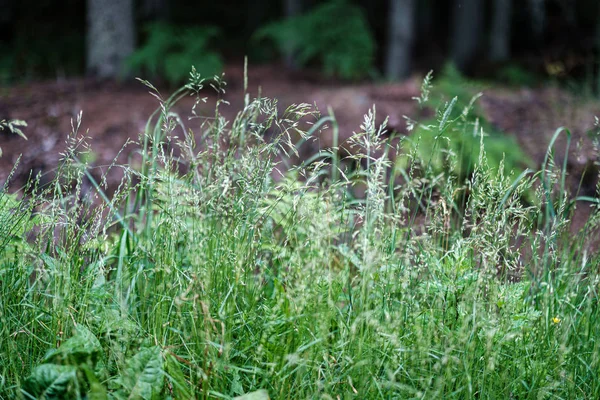 Летний зеленый смешанный лес с зеленой травой — стоковое фото