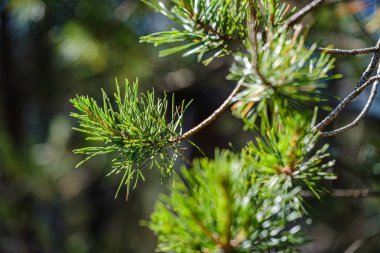 yaprakları ile taze genç çam ağacı dalları
