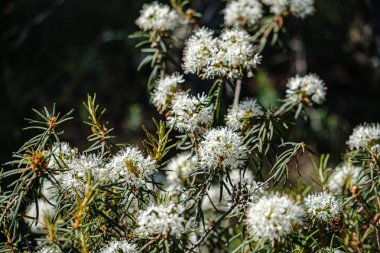 ormanda vahşi bataklık labrador çiçek açan çiçekler