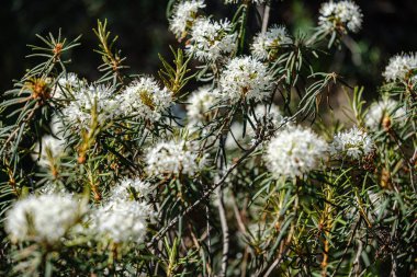 ormanda vahşi bataklık labrador çiçek açan çiçekler