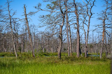 eski kuru çam ağacı gövdeleri peatland gölükıyısında ayakta 
