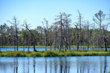 eski kuru çam ağacı gövdeleri peatland gölükıyısında ayakta 