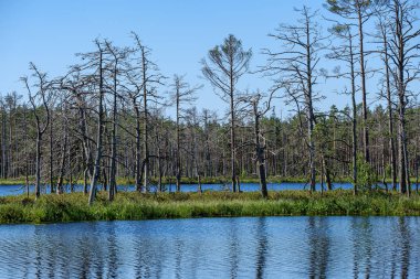 eski kuru çam ağacı gövdeleri peatland gölükıyısında ayakta 