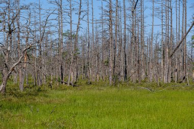 eski kuru çam ağacı gövdeleri peatland gölükıyısında ayakta 