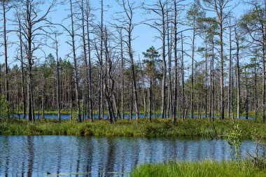 eski kuru çam ağacı gövdeleri peatland gölükıyısında ayakta 