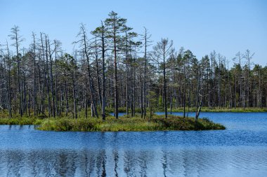 eski kuru çam ağacı gövdeleri peatland gölükıyısında ayakta 