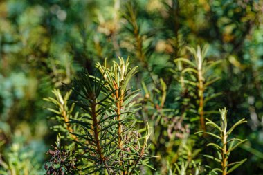 ormanda vahşi bataklık labrador