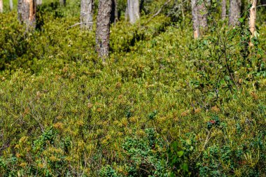 ormanda vahşi bataklık labrador