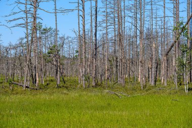 eski kuru çam ağacı gövdeleri peatland gölükıyısında ayakta 