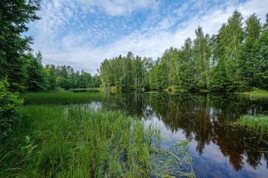 ormandaki orman gölünde sakin yaz günü akşamı