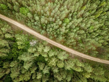 yeşil orman ve alanlarda ülke yol drone havadan görüntü