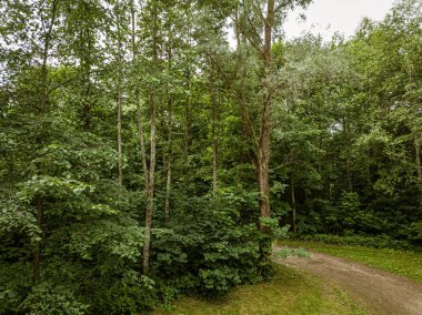 yeşil orman ve alanlarda ülke yol drone havadan görüntü