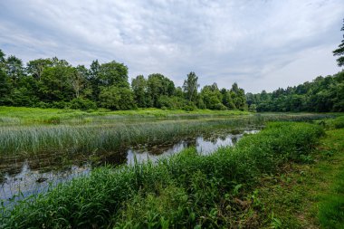 yeşil ormanda ülke nehri. drone havadan görüntü