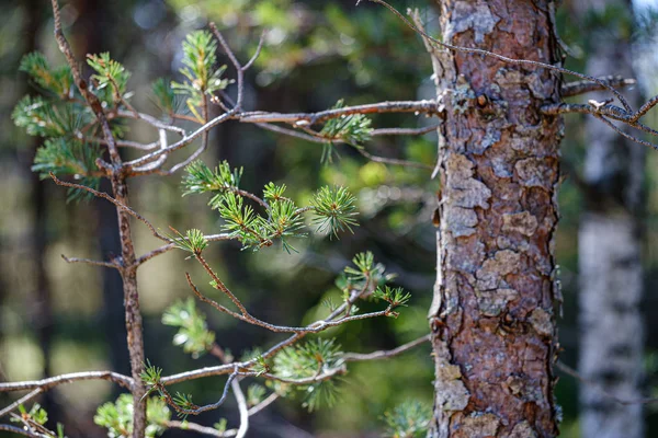 Rami freschi di pino giovane con foglie — Foto Stock