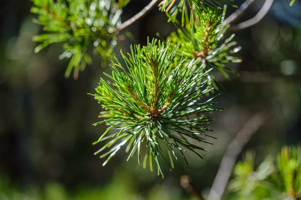 Čerstvé mladé borové větve s listy — Stock fotografie