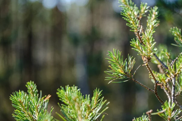 Friss fiatal fenyőfa ágak levelekkel — Stock Fotó