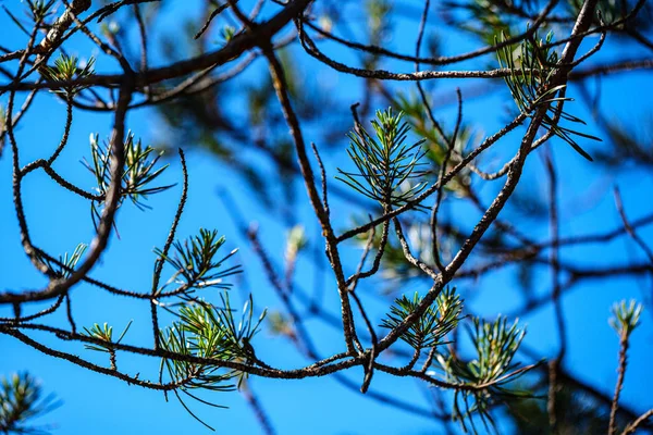 Jovens ramos de pinheiros frescos com folhas — Fotografia de Stock