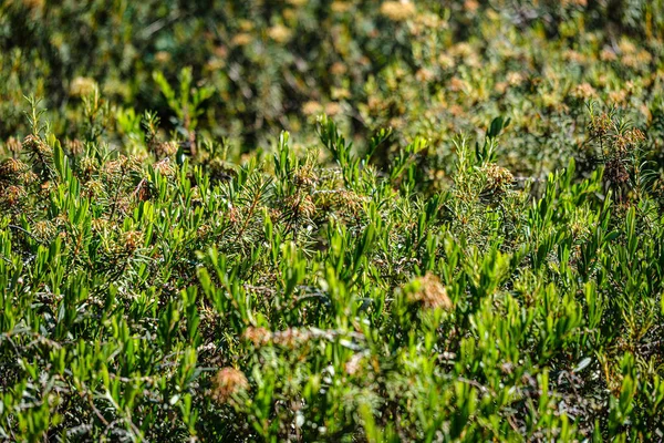 Labrador de pântano selvagem na floresta — Fotografia de Stock