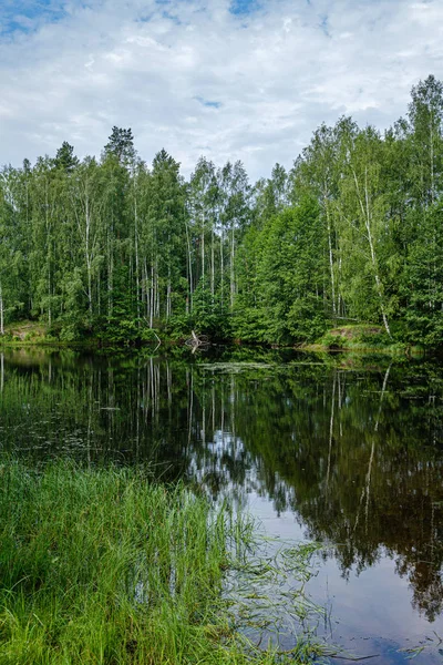 Noite calma do dia de verão junto ao lago da floresta na floresta — Fotografia de Stock