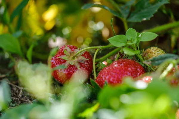 Fraises sauvages rouges poussant sur le sol — Photo