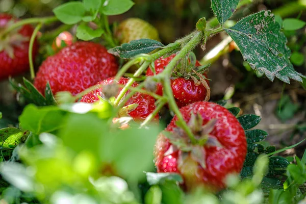 野生草莓红生长在地上 — 图库照片