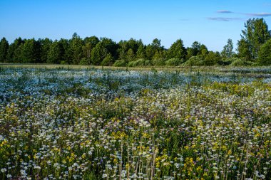 yeşil ba çiçek dokusu ile güzel renkli yaz çayır