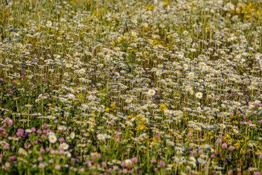 yeşil ba çiçek dokusu ile güzel renkli yaz çayır